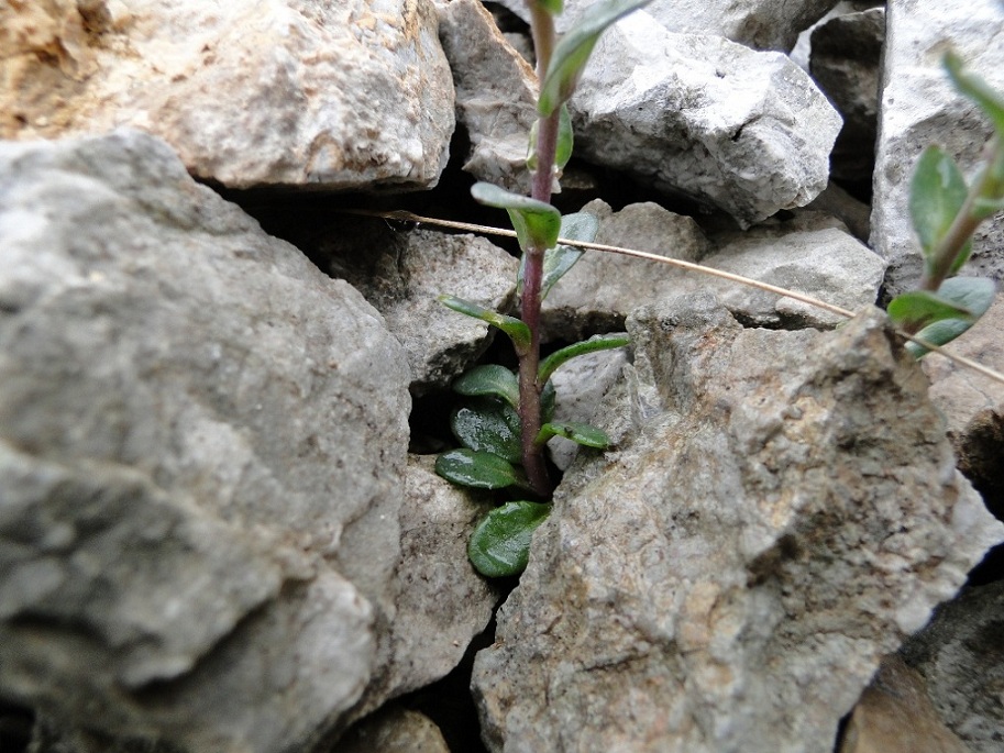 Noccaea rotundifolia (=Thlaspi rotundifolium) / Tlaspi a foglie rotonde